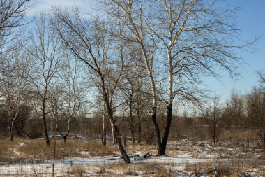 Karlı ve ağaçlı kış ormanı