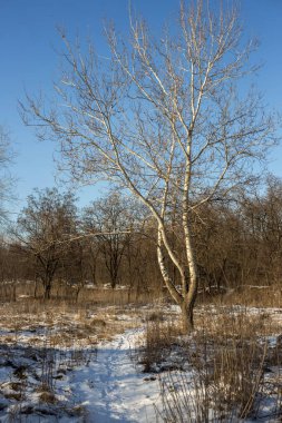 kış bahçesinde huş.