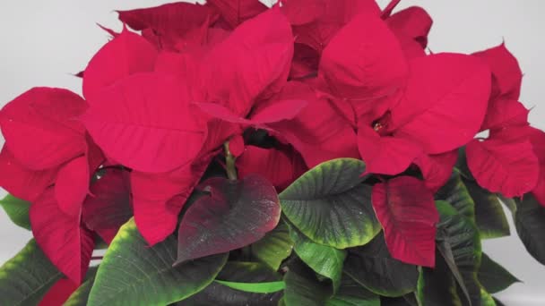 光滑的圣诞彩霞 顶部明亮的花瓣旋转着 有红色叶子和白色背景的季节性植物 — 图库视频影像