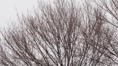 Soluk beyaz arka planda çıplak ağaç dallarına kar yağıyor. Şiddetli kar yağışının gündüz görüntüsü beyaz tanelerle kaplı kahverengi çıplak ağaç kolları rüzgardan sallanıyor.