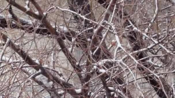 Neve Caindo Sobre Galhos Árvores Nuas Fortemente Balançando Vento Vista — Vídeo de Stock