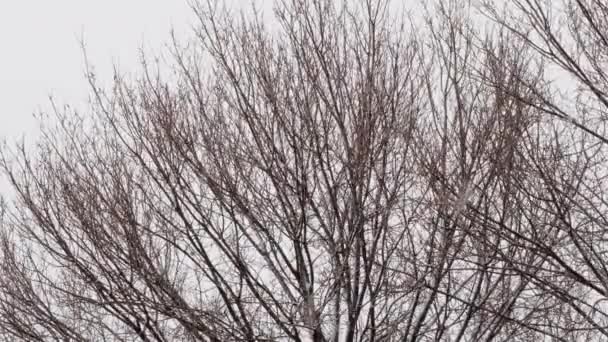 白い薄い背景を背景に 裸の木の枝に降る雪 悪天候の日の眺め白いフレークで覆われた大雪風から揺れる茶色の裸の木の腕 — ストック動画