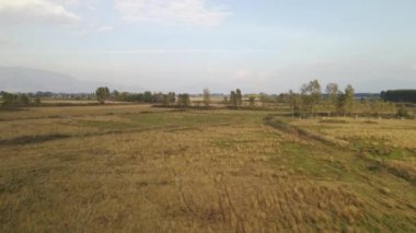 Siyah bizon antenleri çayırda yürüme ve demirleme sesleri duydu. Kuzey Yunanistan 'daki Kerkini Gölü bölgesindeki bir tarlada beslenen bufaloların insansız hava aracı görüntüsü. 