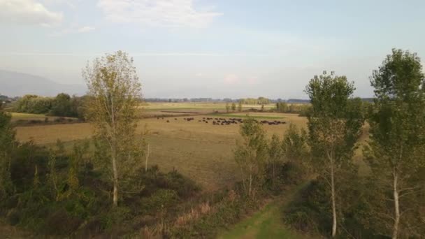 Een Antenne Van Zwarte Bizons Hoorde Lopen Aanmeren Weide Dag — Stockvideo