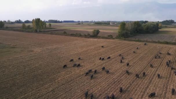 Bisonte Preto Ouviu Andar Amarrar Prado Dia Visão Drone Búfalos — Vídeo de Stock