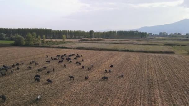 空中黒いバイソンの牧草地の上を歩くと係留を聞いた 北ギリシャのケルキニ湖地域のフィールドで給餌水牛の牛の日ドローンビュー — ストック動画