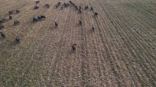 Bisonte Preto Ouviu Andar Amarrar Prado Dia Visão Drone Búfalos — Vídeo de Stock