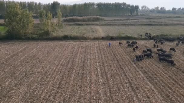 Vzduch Černého Bizona Slyšel Jak Kráčí Kotví Louce Pohled Buvolí — Stock video