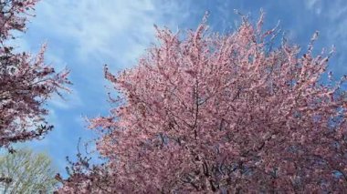 Pembe kiraz çiçekleri baharın parka gelmesiyle ağaçları dolduruyor..