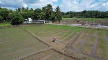 Sri Lanka 'daki çeltik tarlaları bir İHA tarafından vuruldu. Yüksek kalite 4k görüntü