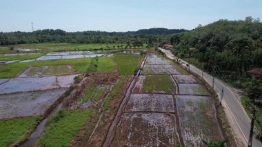 Sri Lanka 'daki çeltik tarlaları bir İHA tarafından vuruldu. Yüksek kalite 4k görüntü