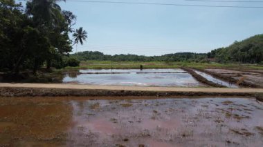 Sri Lanka 'daki çeltik tarlaları bir İHA tarafından vuruldu. Yüksek kalite 4k görüntü