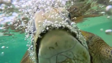 Deniz yeşili kaplumbağalar su altında yakınlaşır. Yüksek kalite 4k görüntü