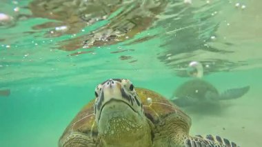 Deniz yeşili kaplumbağalar su altında yakınlaşır. Yüksek kalite 4k görüntü