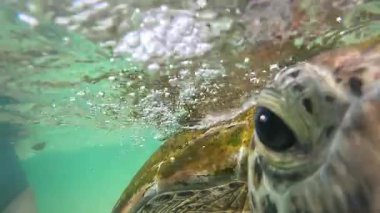Deniz yeşili kaplumbağalar su altında yakınlaşır. Yüksek kalite 4k görüntü