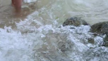 Anne ve küçük kızları deniz kaplumbağalarını yeşil alglerle besler. Yüksek kalite 4k görüntü