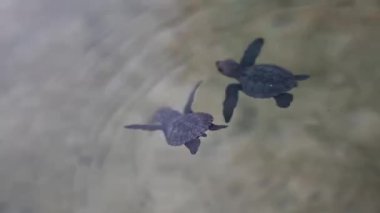 Farklı yaşlardaki kaplumbağaların tedavi edildiği deniz kepçeleri hastanesi. Yüksek kalite 4k görüntü