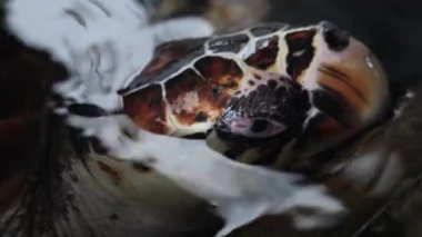Farklı yaşlardaki kaplumbağaların tedavi edildiği deniz kepçeleri hastanesi. Yüksek kalite 4k görüntü
