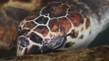 Farklı yaşlardaki kaplumbağaların tedavi edildiği deniz kepçeleri hastanesi. Yüksek kalite 4k görüntü