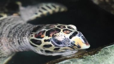 Farklı yaşlardaki kaplumbağaların tedavi edildiği deniz kepçeleri hastanesi. Yüksek kalite 4k görüntü