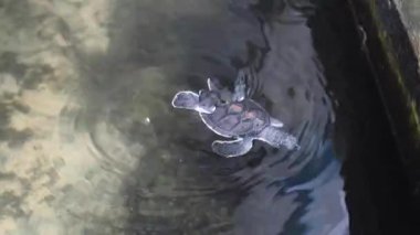 Farklı yaşlardaki kaplumbağaların tedavi edildiği deniz kepçeleri hastanesi. Yüksek kalite 4k görüntü