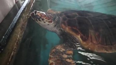 Farklı yaşlardaki kaplumbağaların tedavi edildiği deniz kepçeleri hastanesi. Yüksek kalite 4k görüntü
