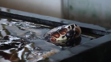 Farklı yaşlardaki kaplumbağaların tedavi edildiği deniz kepçeleri hastanesi. Yüksek kalite 4k görüntü