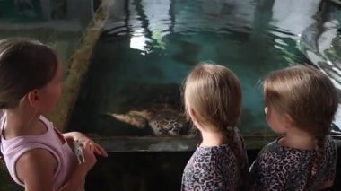 Farklı yaşlardaki kaplumbağaların tedavi edildiği deniz kepçeleri hastanesi. Yüksek kalite 4k görüntü