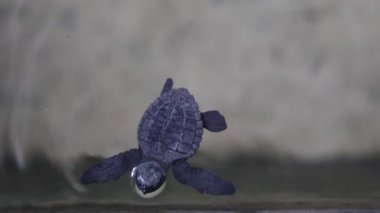 Farklı yaşlardaki kaplumbağaların tedavi edildiği deniz kepçeleri hastanesi. Yüksek kalite 4k görüntü