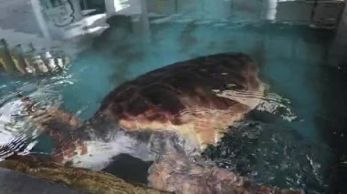 Farklı yaşlardaki kaplumbağaların tedavi edildiği deniz kepçeleri hastanesi. Yüksek kalite 4k görüntü