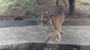 Hayvanat bahçesinde camın arkasındaki kaplanlar. Yüksek kalite 4k görüntü