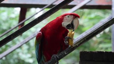 Büyük papağanlar küçük bir muzu yerler. Yüksek kalite 4k görüntü