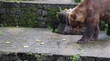 Yazın hayvanat bahçesinde kahverengi ayı. Yüksek kalite 4k görüntü