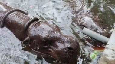 Cüce bir su aygırı kısmen suya batmış, yemyeşil bir yaşam alanında dalgalanma etkisi yaratıyor. Yüksek kalite 4k görüntü