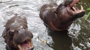 Cüce bir su aygırı kısmen suya batmış, yemyeşil bir yaşam alanında dalgalanma etkisi yaratıyor. Yüksek kalite 4k görüntü