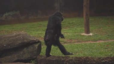 Hayvanat bahçesindeki şempanze Bonobo maymunları. Yüksek kalite 4k görüntü