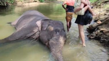 Anne ve küçük kızları nehirde Hint fillerini yıkıyorlar. Yüksek kalite 4k görüntü