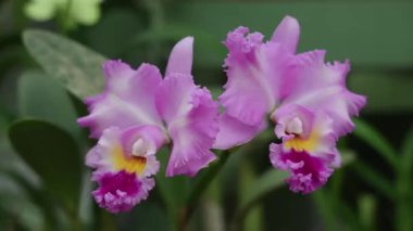 Amozonian ormanında orkideler. Yakın plan. Yüksek kalite 4k görüntü