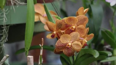 Amozonian ormanında orkideler. Yakın plan. Yüksek kalite 4k görüntü