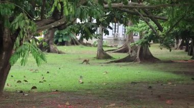 Kandy Sri Lanka peradeniya Kraliyet Botanik Bahçesi. Yüksek kalite 4k görüntü