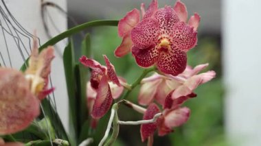 Amozonian ormanında orkideler. Yakın plan. Yüksek kalite 4k görüntü