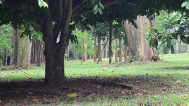 Kandy Sri Lanka peradeniya Kraliyet Botanik Bahçesi. Yüksek kalite 4k görüntü