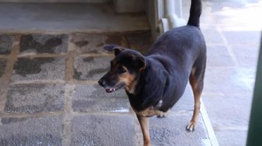 Sokak köpekleri Asya 'daki hayır kurumunda tedavi görüyorlar. Yüksek kalite 4k görüntü