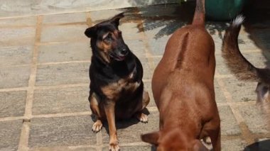 Sokak köpekleri Asya 'daki hayır kurumunda tedavi görüyorlar. Yüksek kalite 4k görüntü