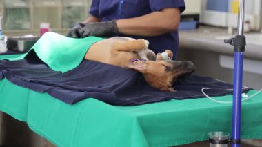 Sokak köpekleri Asya 'daki hayır kurumunda tedavi görüyorlar. Yüksek kalite 4k görüntü