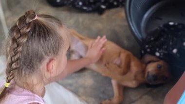 Sokak köpekleri Asya 'daki hayır kurumunda tedavi görüyorlar. Yüksek kalite 4k görüntü