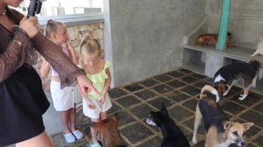 Sokak köpekleri Asya 'daki hayır kurumunda tedavi görüyorlar. Yüksek kalite 4k görüntü