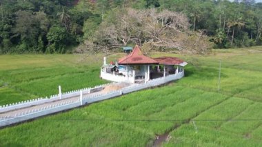 Drone pirinç tarlalarının ortasında küçük bir Budist tapınağı. Yüksek kalite 4k görüntü