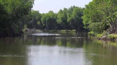 Amazon nehri manzarası ormanın kıyısından. Yüksek kaliteli FullHD görüntüler