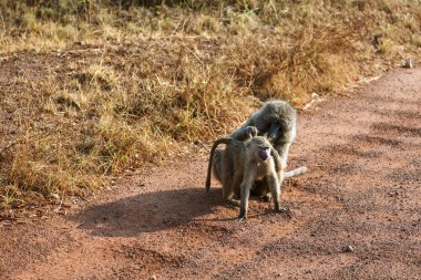 Kim bebeğini temizler anne maymun.